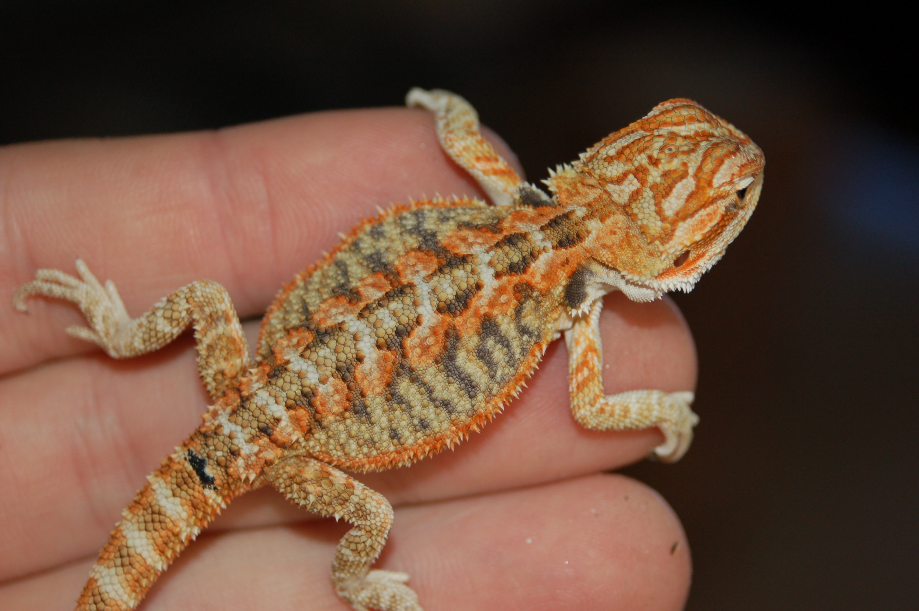 Bearded Dragon Photos | Bearded dragons for sale