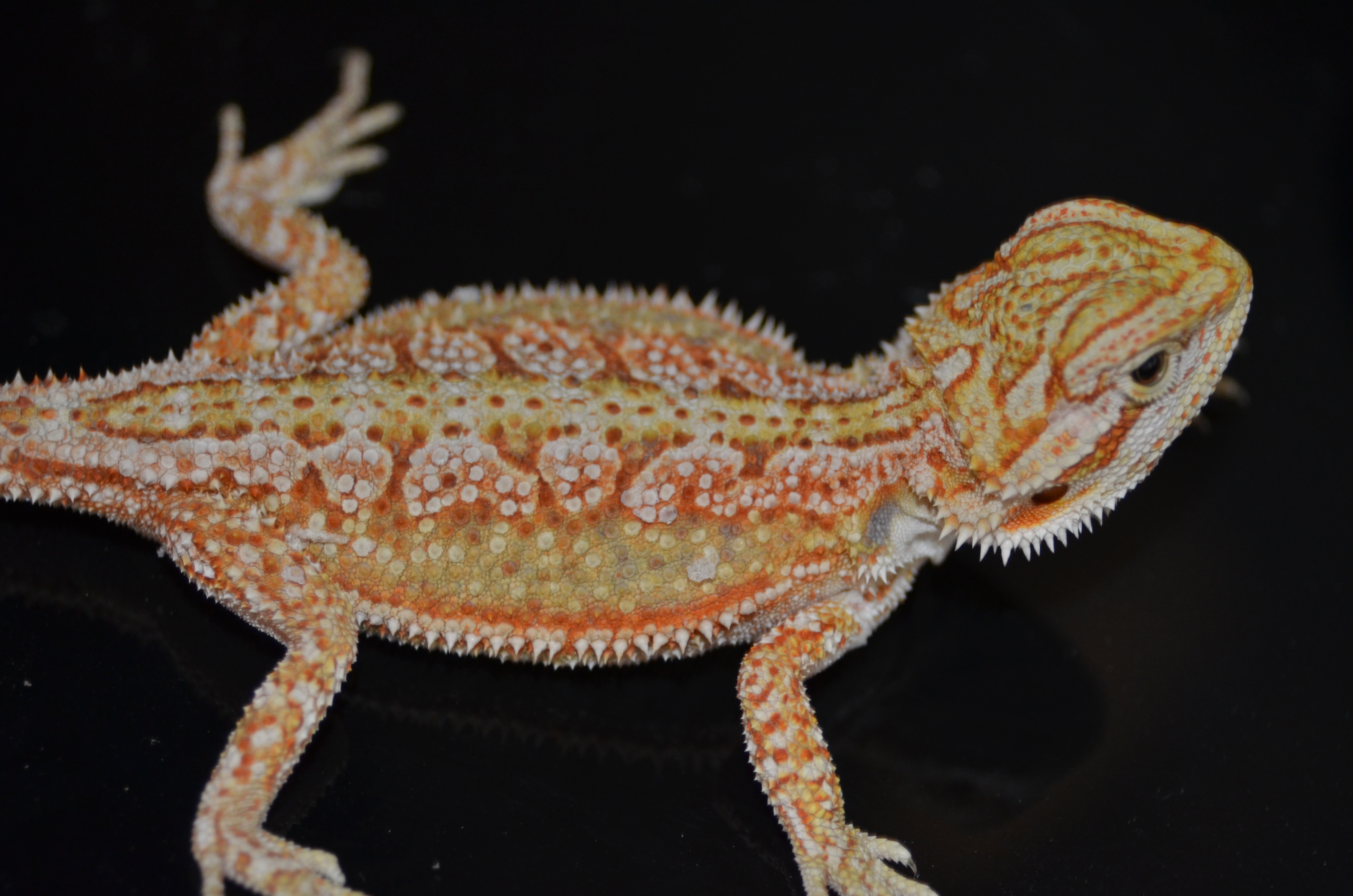 What is the citrus tiger bearded dragon?