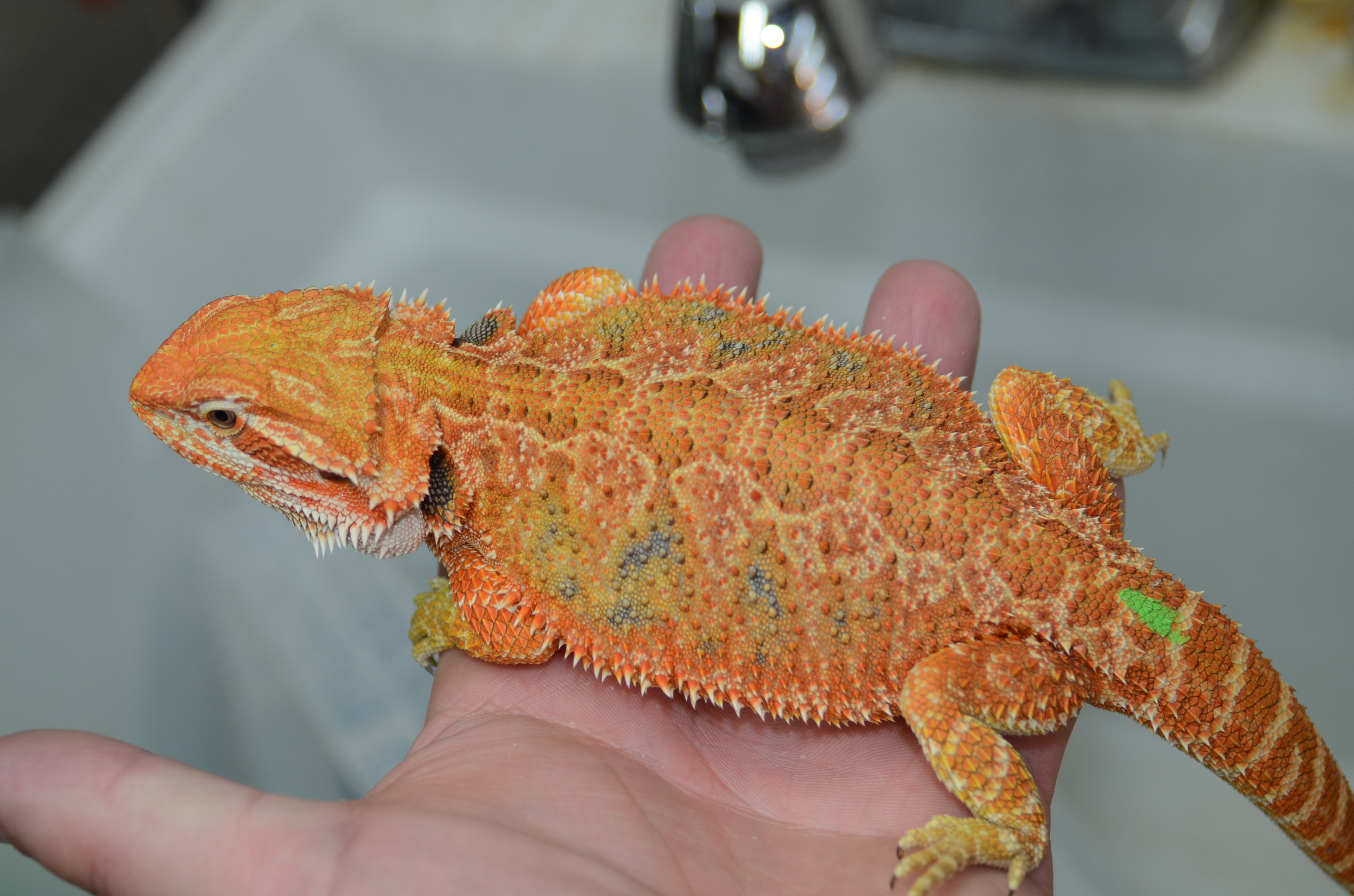 Here is a 13 1/2" female from Pierre x Ember. 100 het hypo. She continues to get more