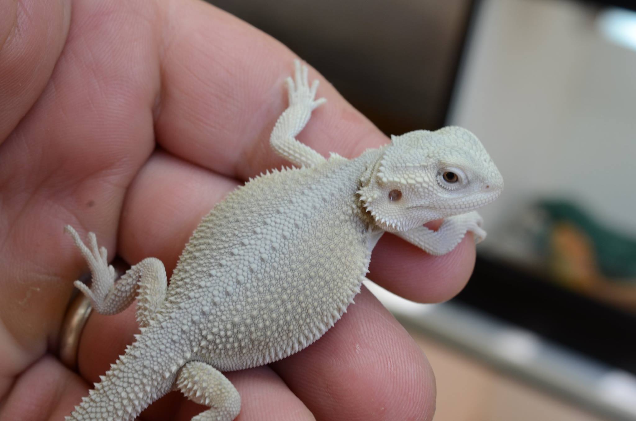 Bearded Dragon Photos | Bearded dragons for sale