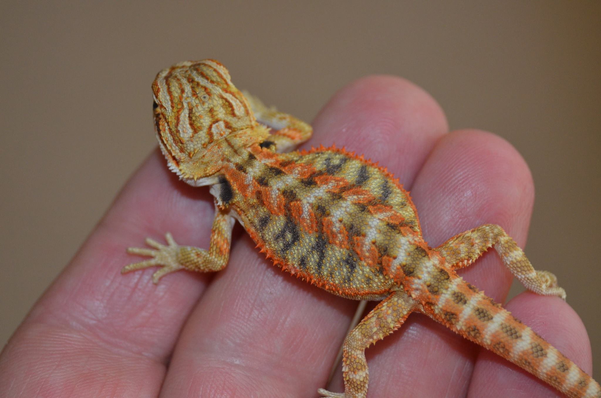 Bearded Dragon Photos | Bearded dragons for sale