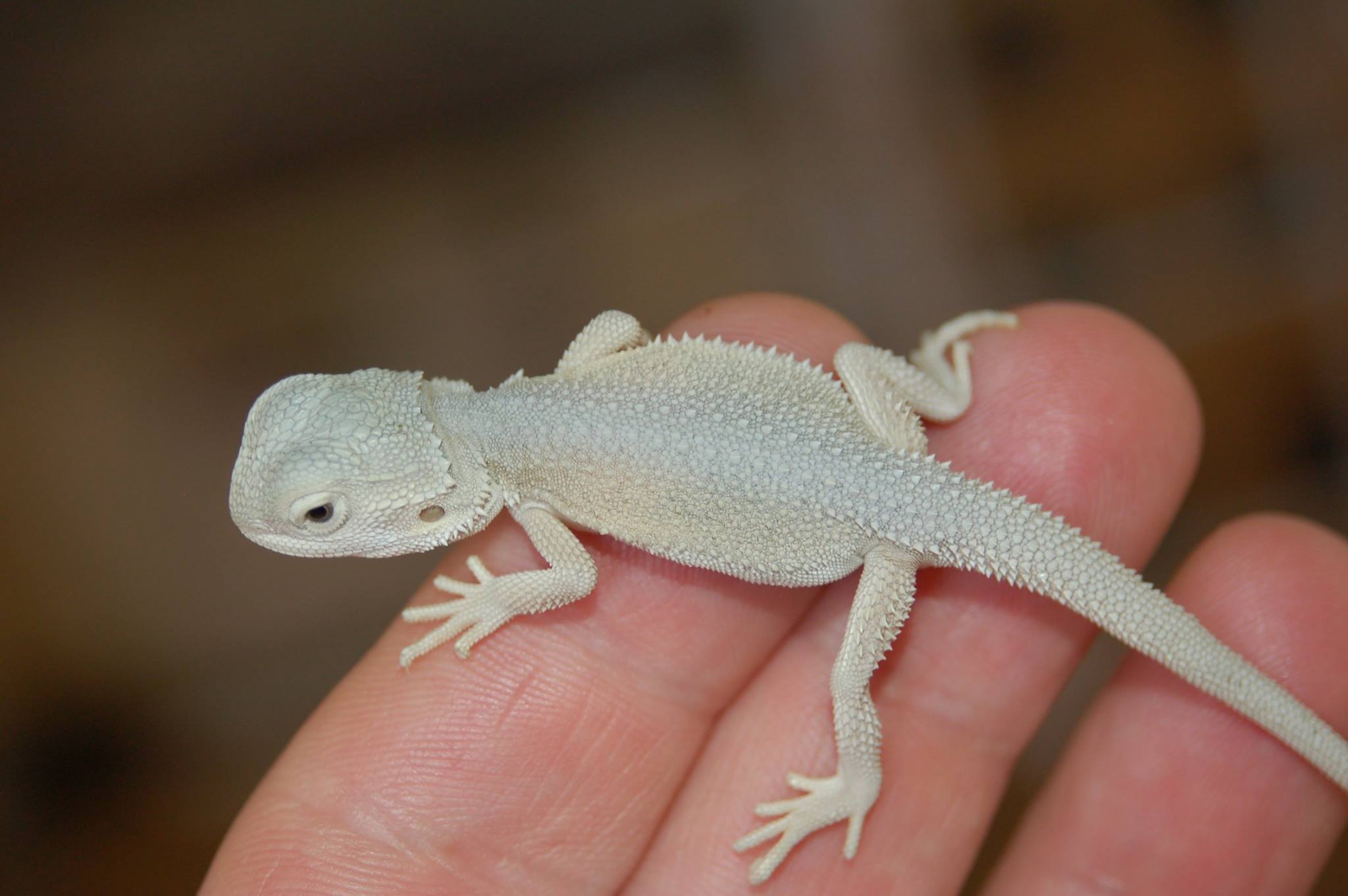 White bearded dragon for sale