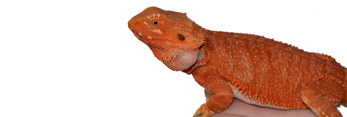 Citrus Bearded Dragon for sale