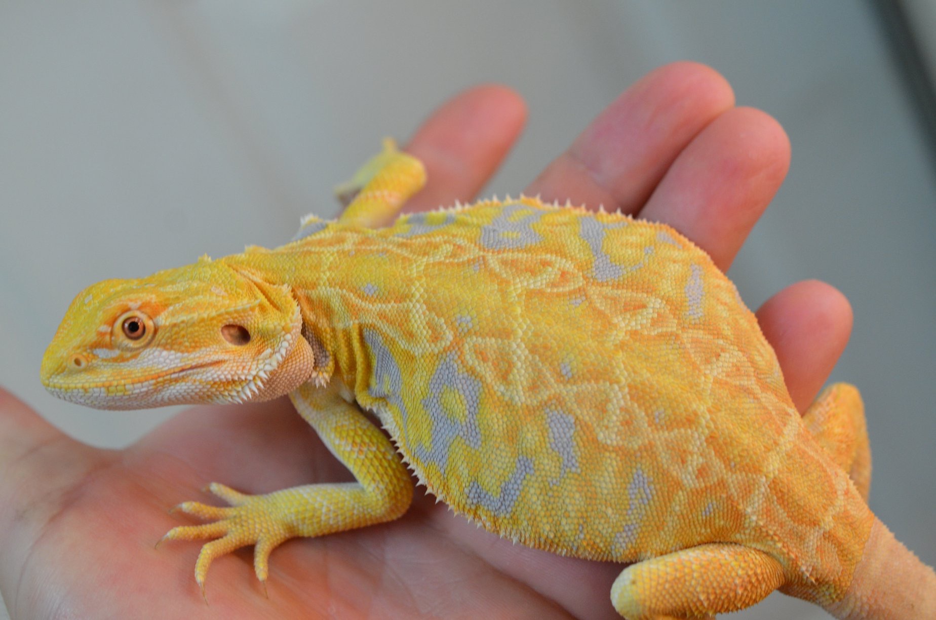 sandfire leatherback bearded dragon