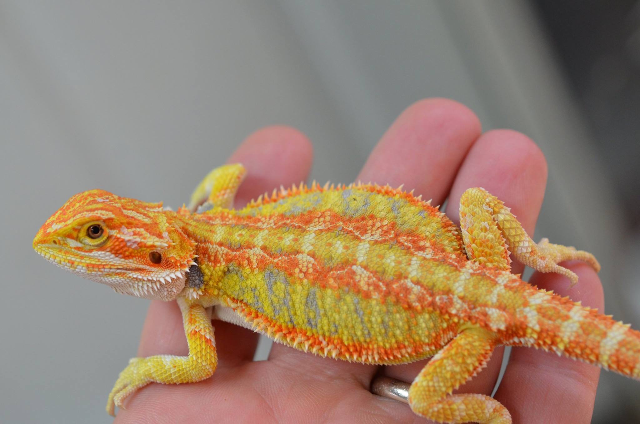 Bearded dragon breeders for color lovers
