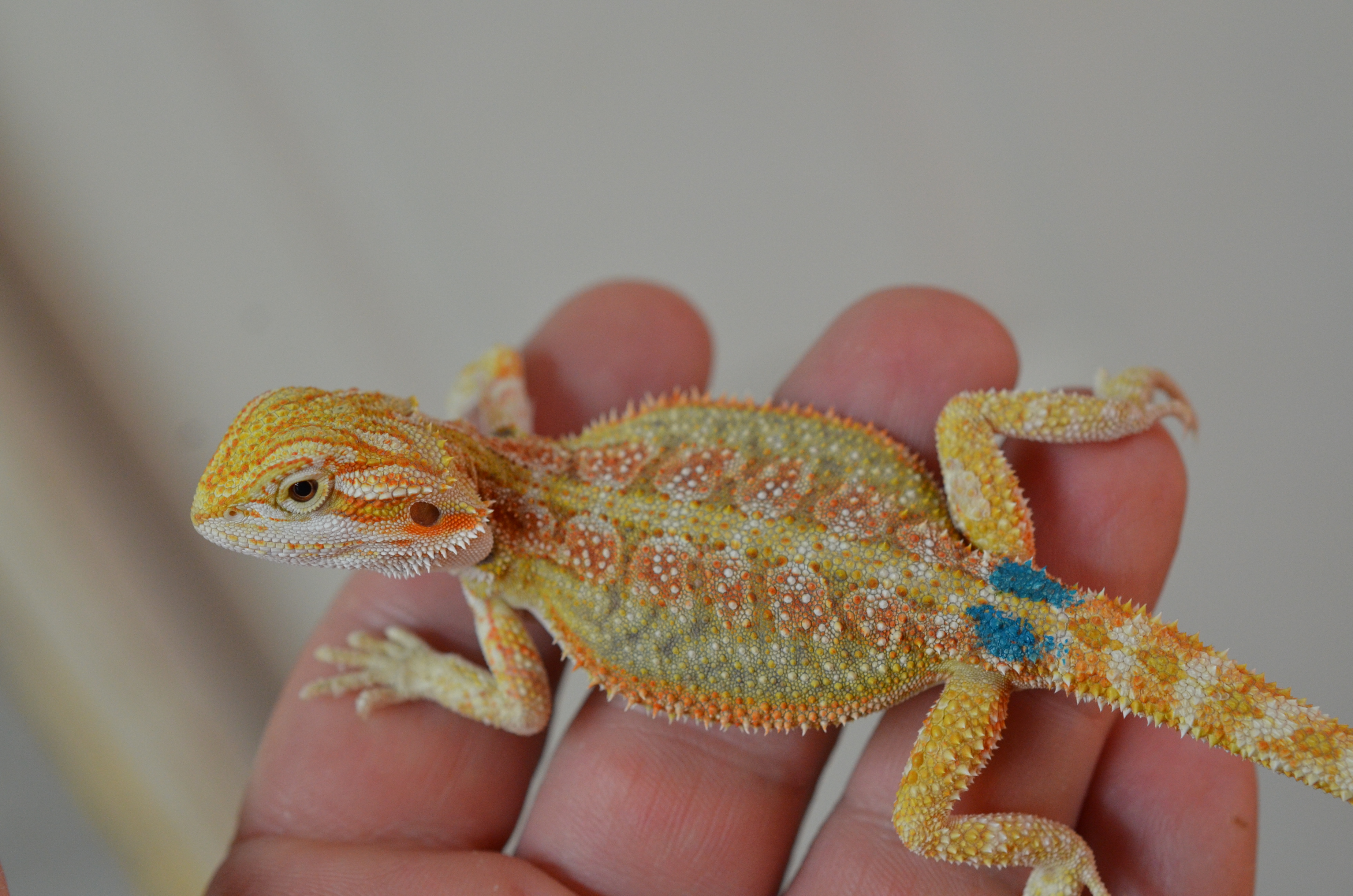 Bearded Dragons for Sale | Carolina Classic Dragons