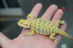 Citrus tiger male