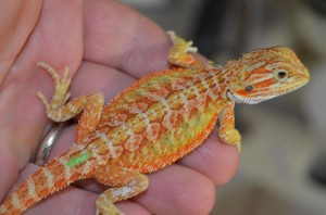 Hypo citrus orange