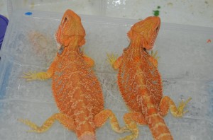 Hypo Orange females