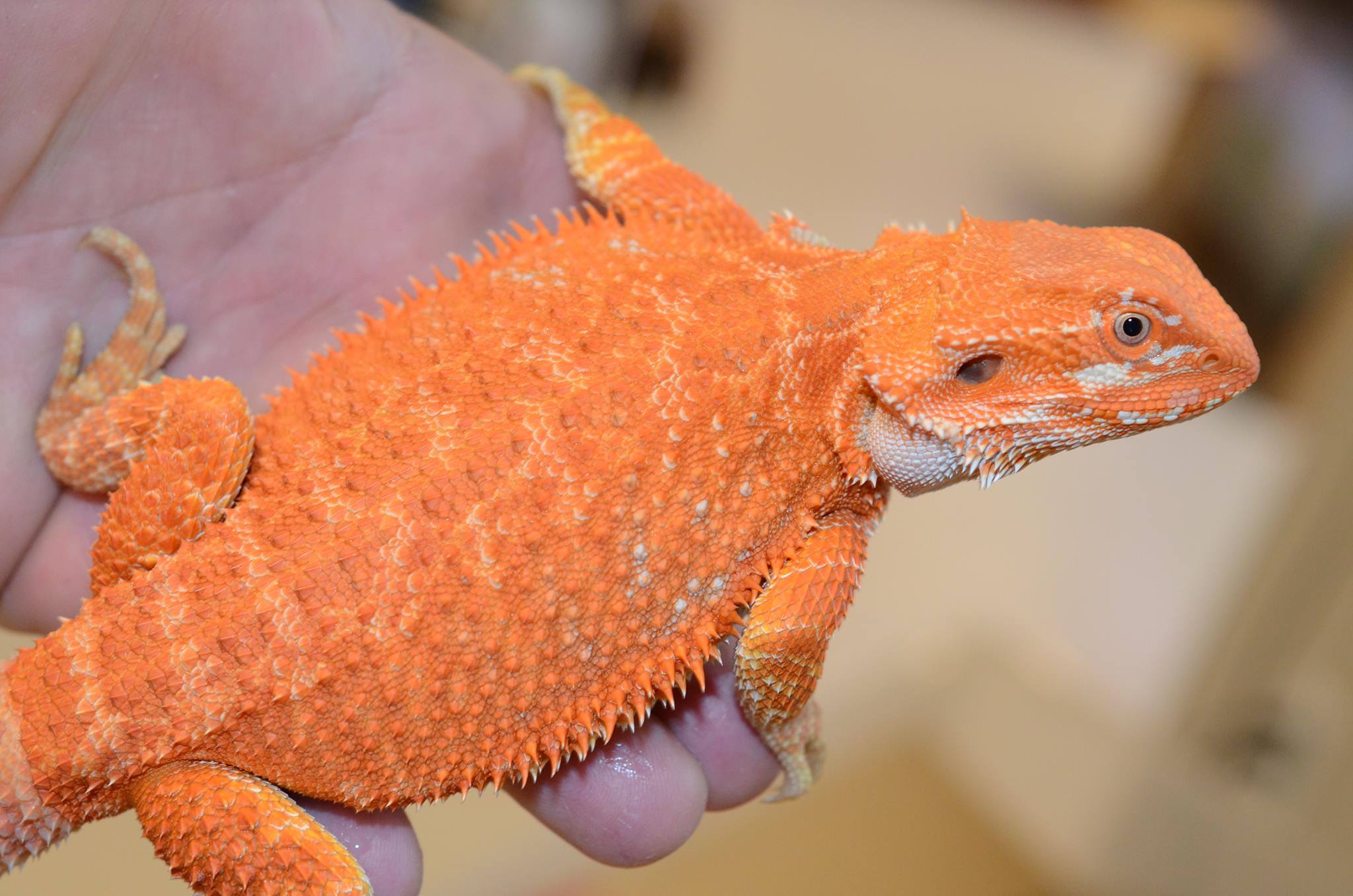 Azula - Hypo Orange Red Bearded Dragon - Female