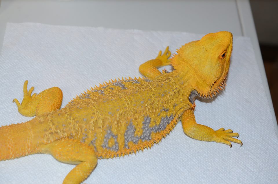 Calypso - Citrus Bearded Dragon