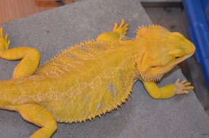 Goldenboy - Male Hypo Super Citrus