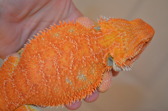 Pierre - Male Hypo Orange bred in France
