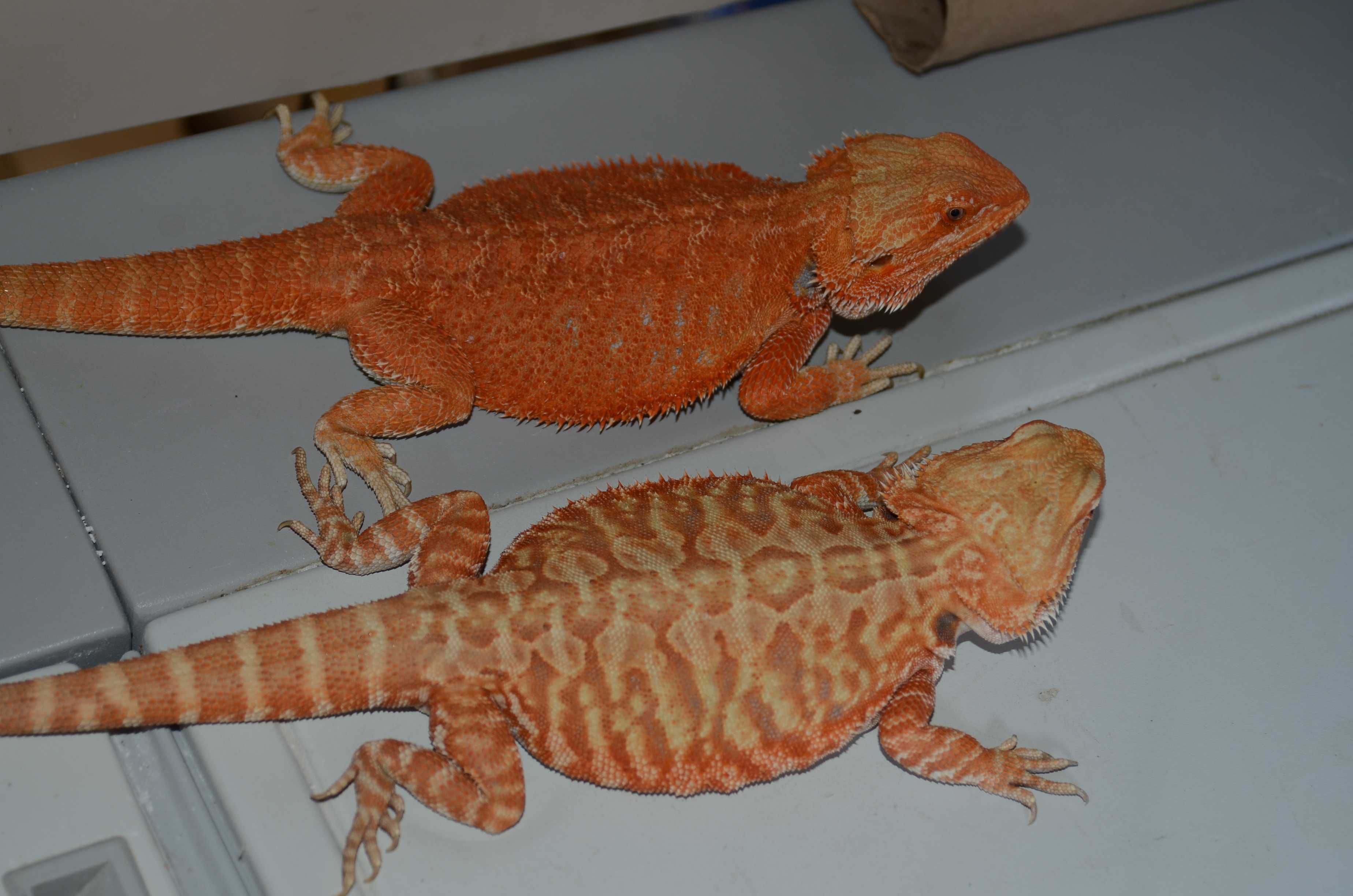 Charmander and Spyro