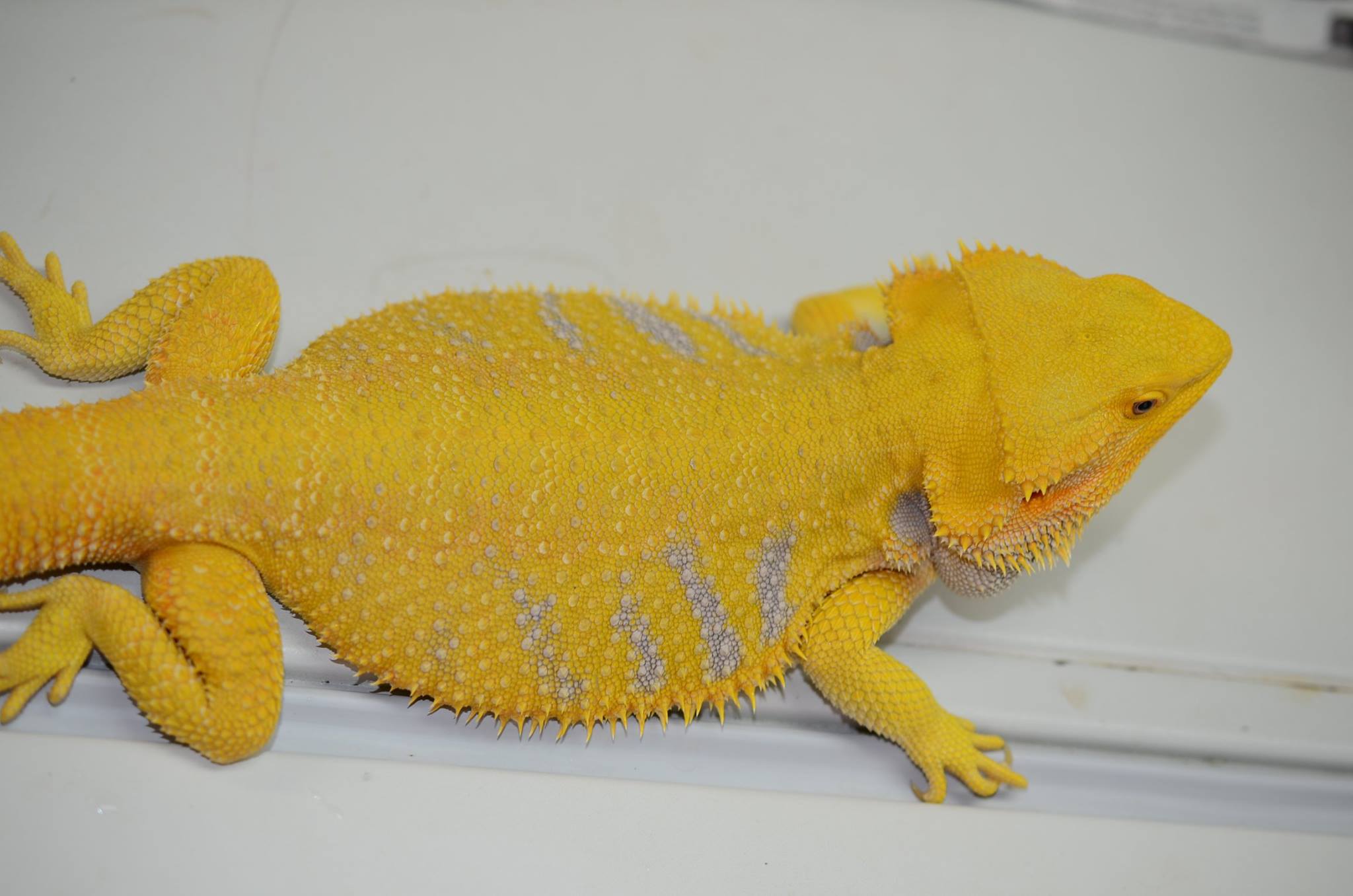 Helios - Gorgeous Citrus Bearded Dragon