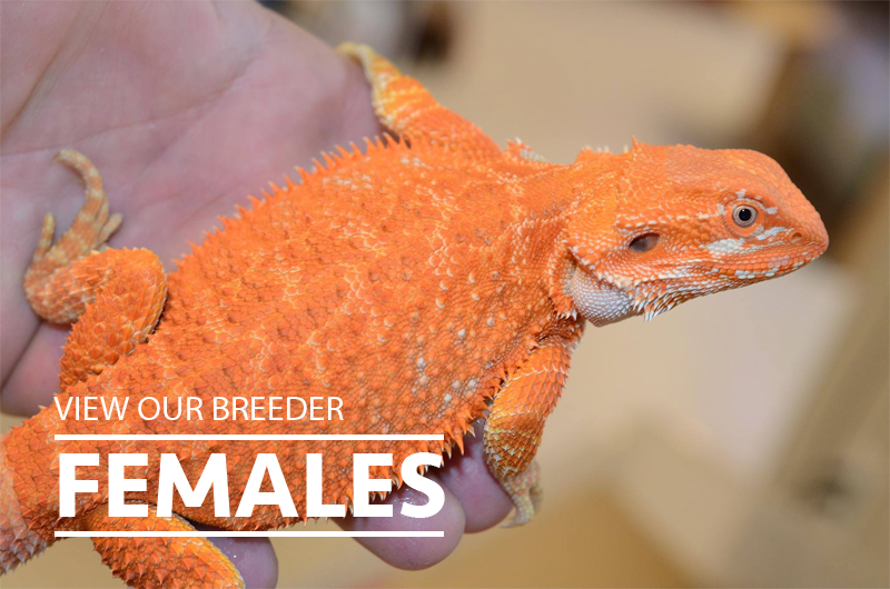 Bearded Dragon Breeders Females 