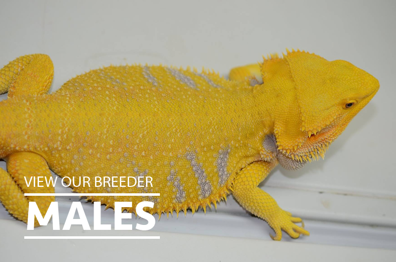 Bearded Dragon Breeders Males 