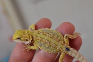 A past baby dunner bearded dragon for sale 