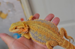 A previous dunner bearded dragon for sale