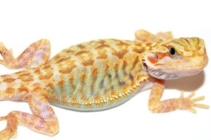 A full-spectrum, hypotrans, microscale leatherback bearded dragon