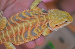 A citrus tangerine tiger leatherback bearded dragon